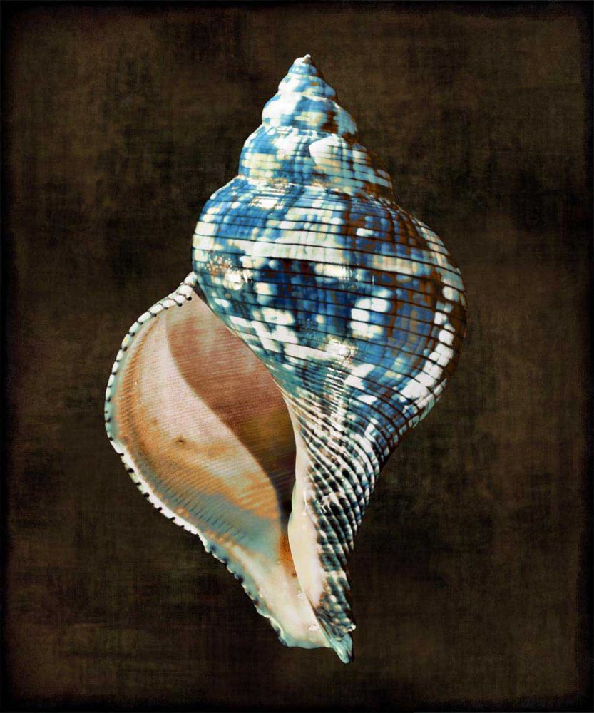 Ocean Treasure III