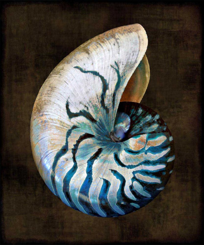 Ocean Treasure IV