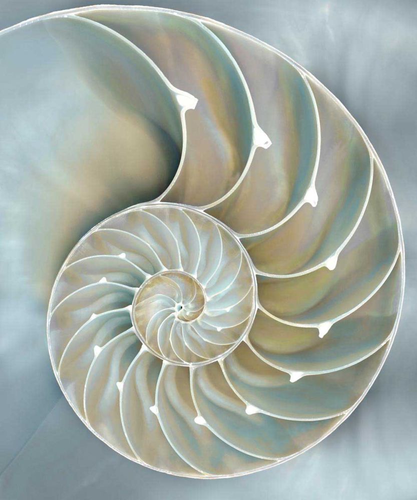 Nautilus in Blue II
