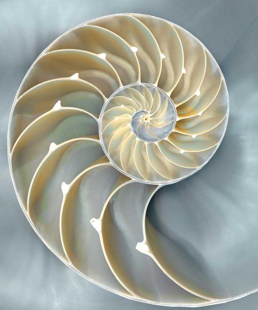 Nautilus in Blue I