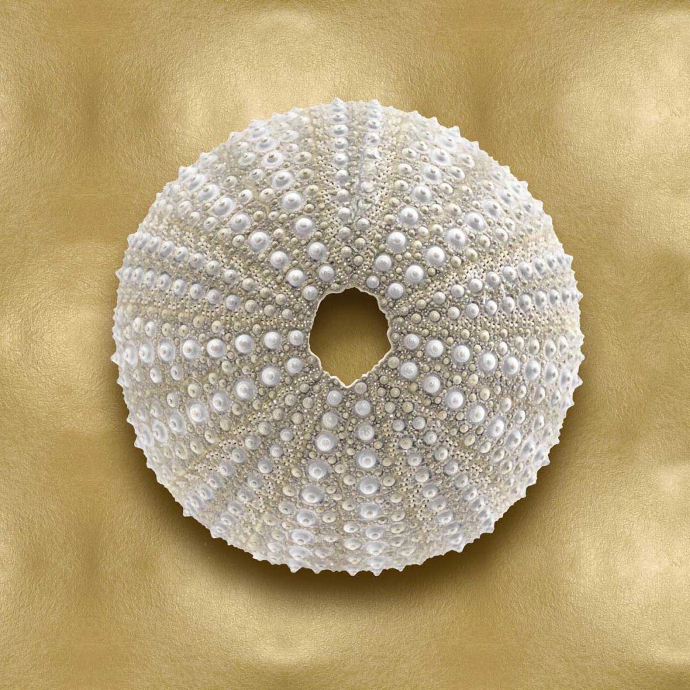 Ocean Gem on Gold V