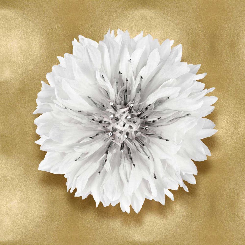 Pure IV