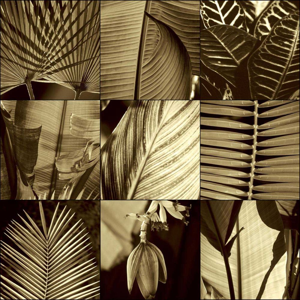 Tropical Leaves I
