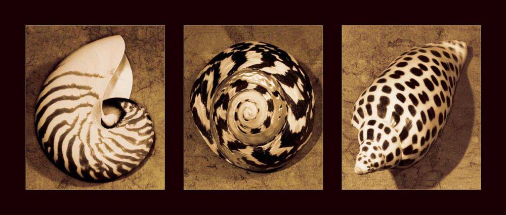 Shell Trio