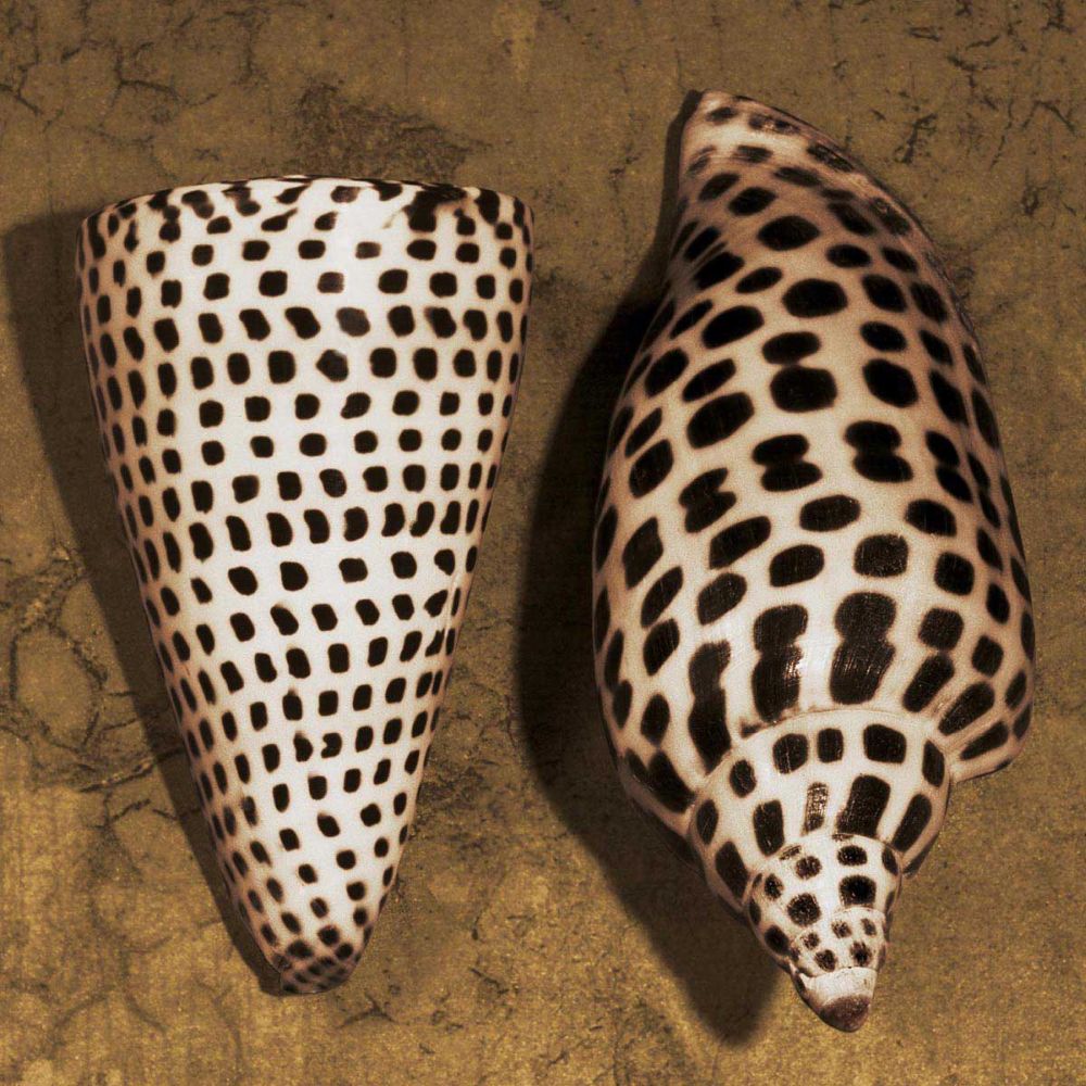 Cone Seashell
