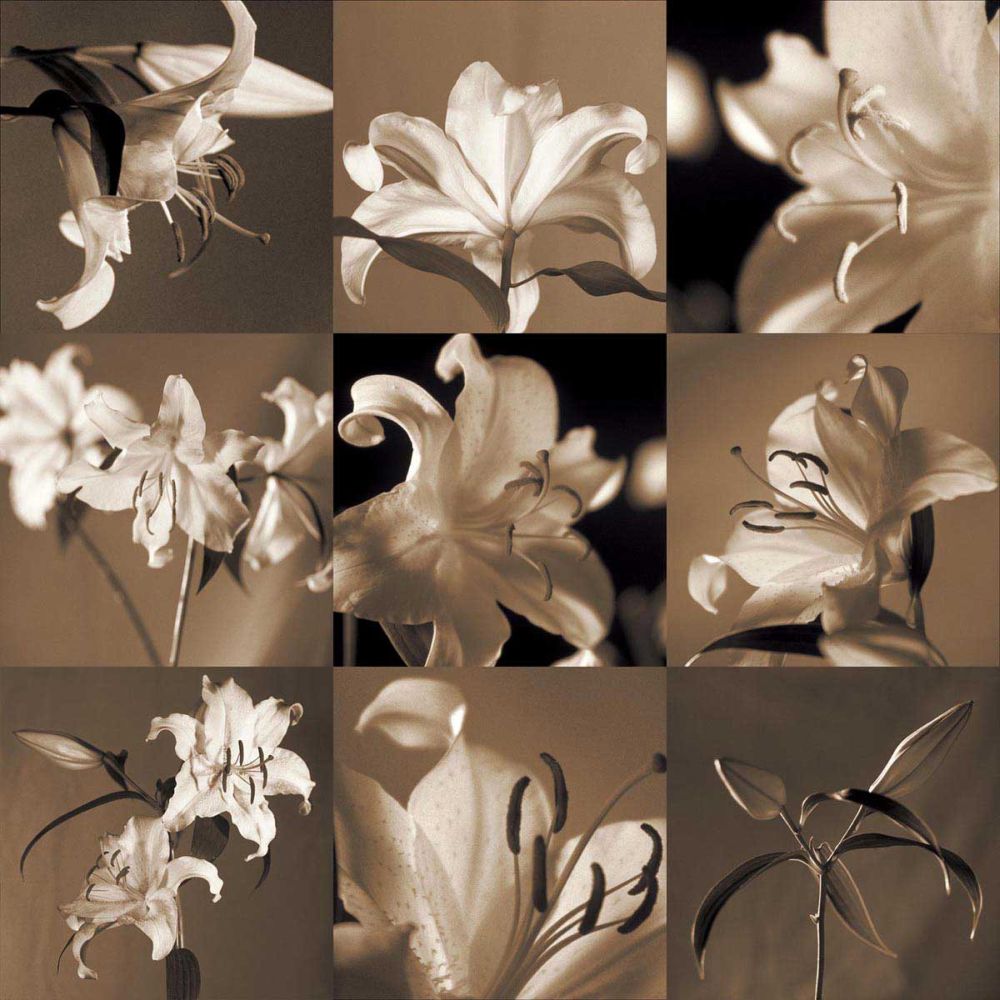 Lily Garden