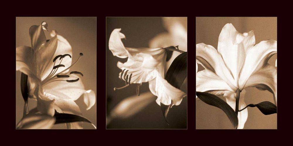 Lily Trio