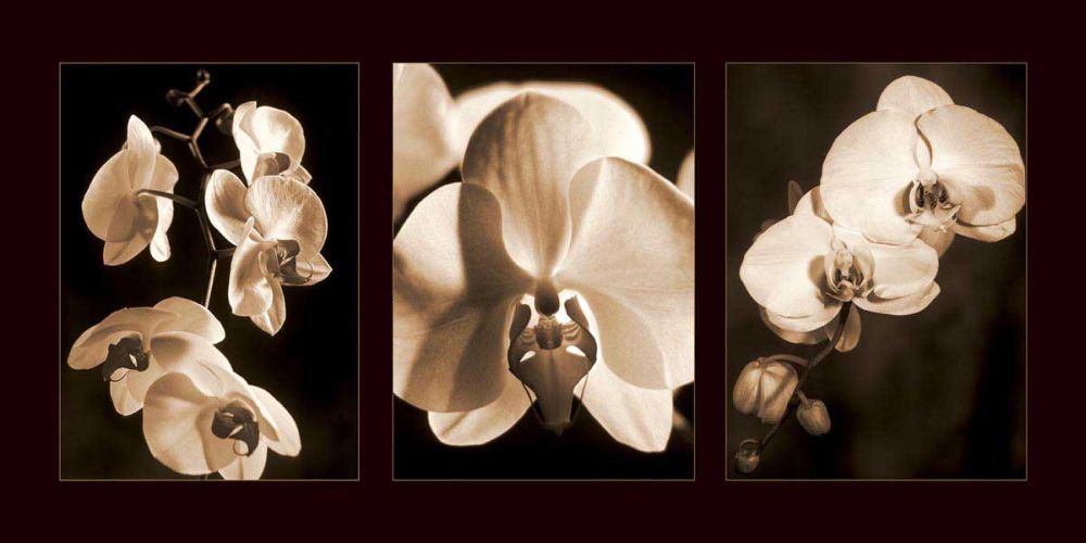 Orchid Trio