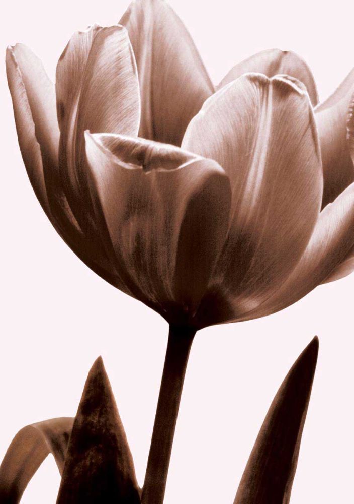 Tulip in Sepia I