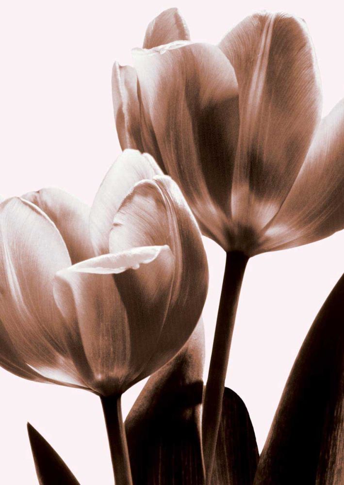 Tulip in Sepia II