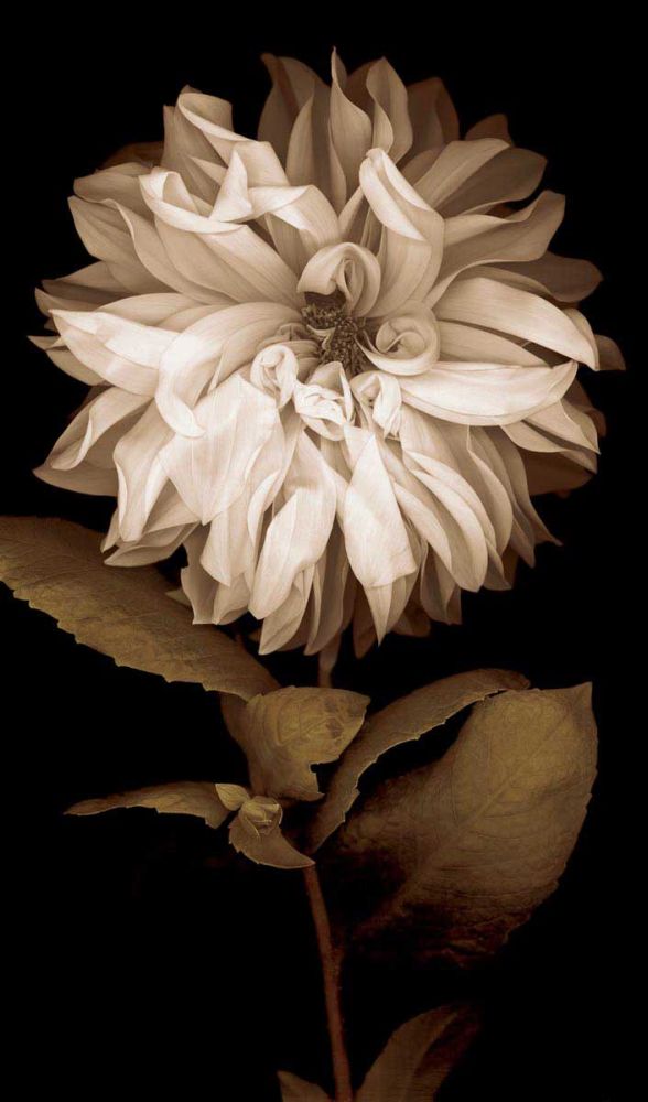 Dahlia I