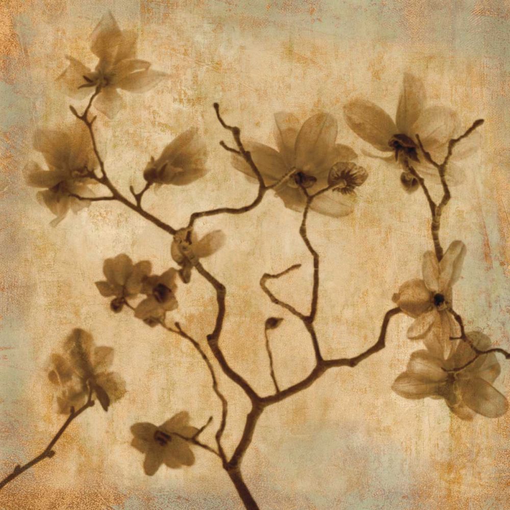 Magnolias I