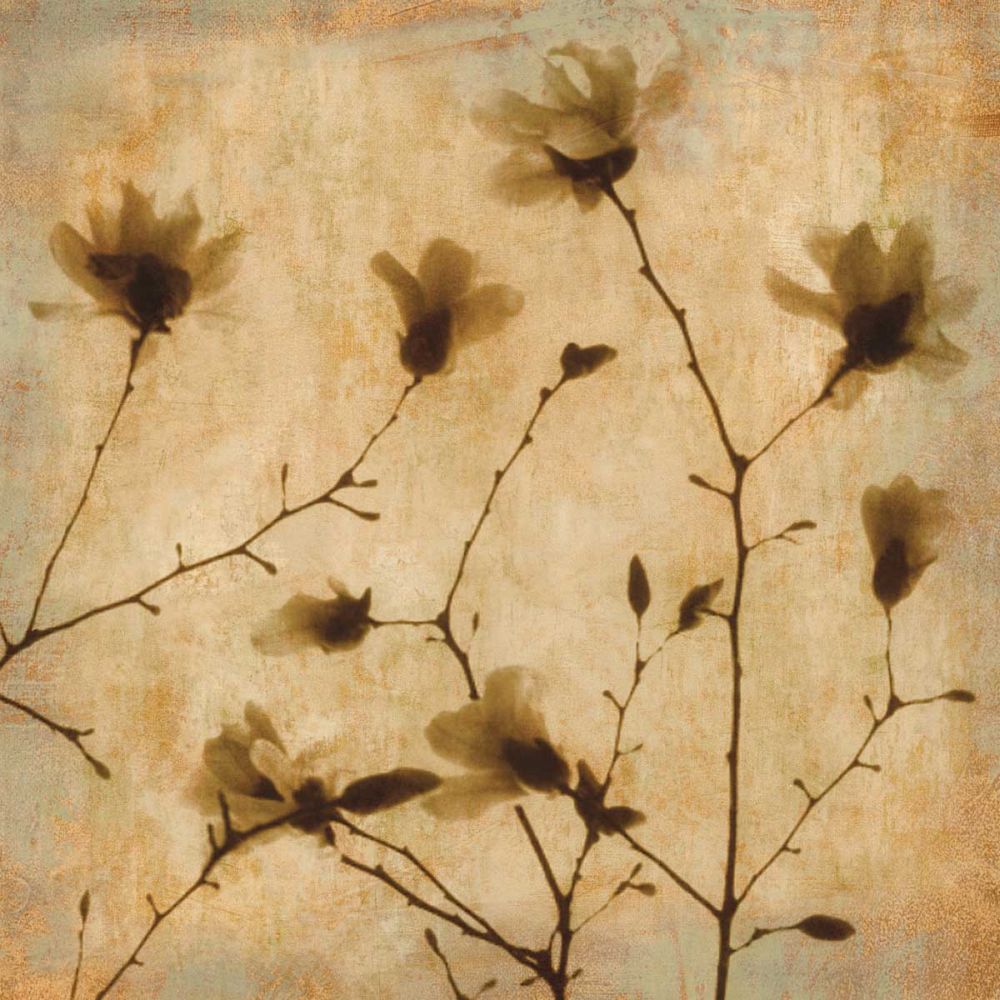 Magnolias II