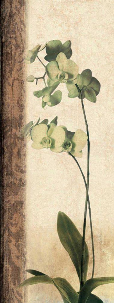 Dreamweaver I