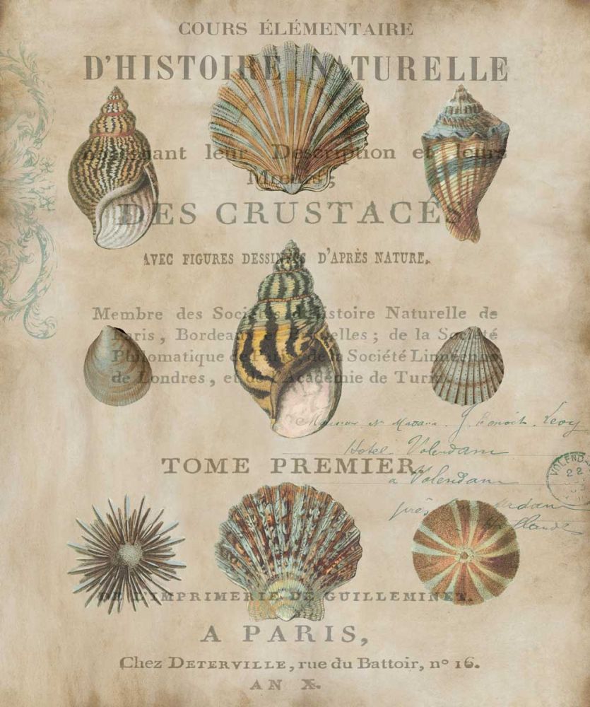 Shell Collection I