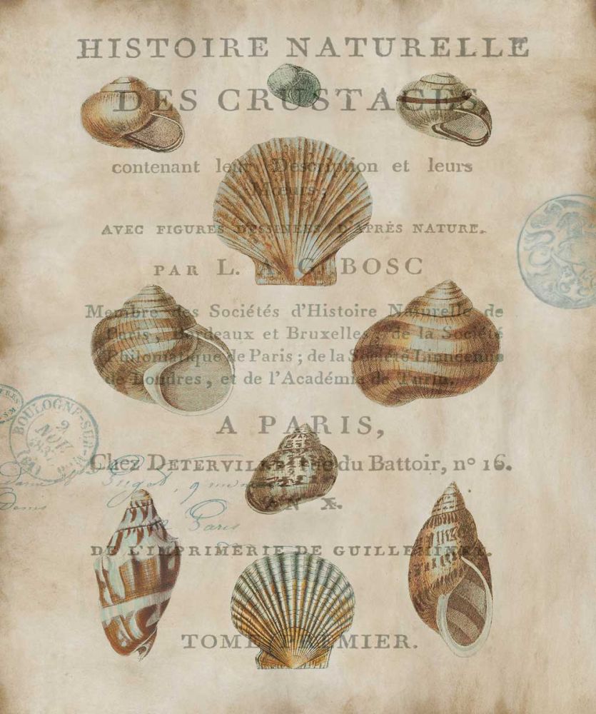 Shell Collection II