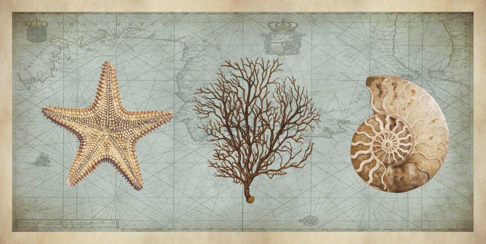 Sea Treasures II
