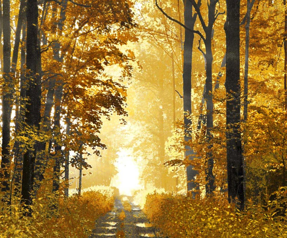 Sunlit Path