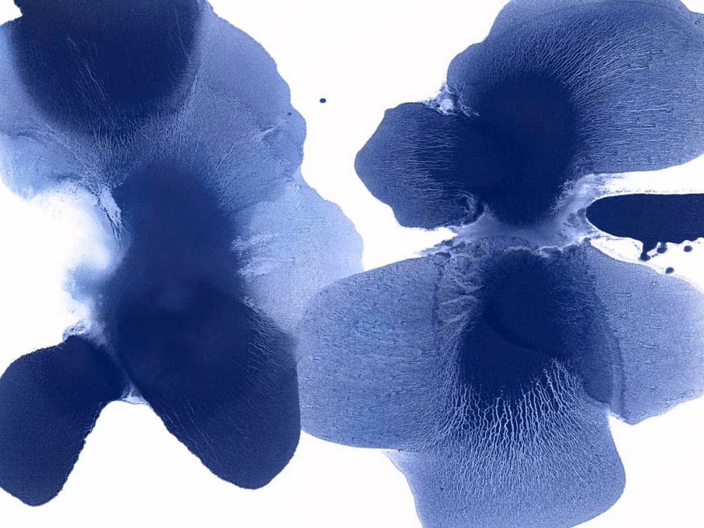 Dynamic Indigo