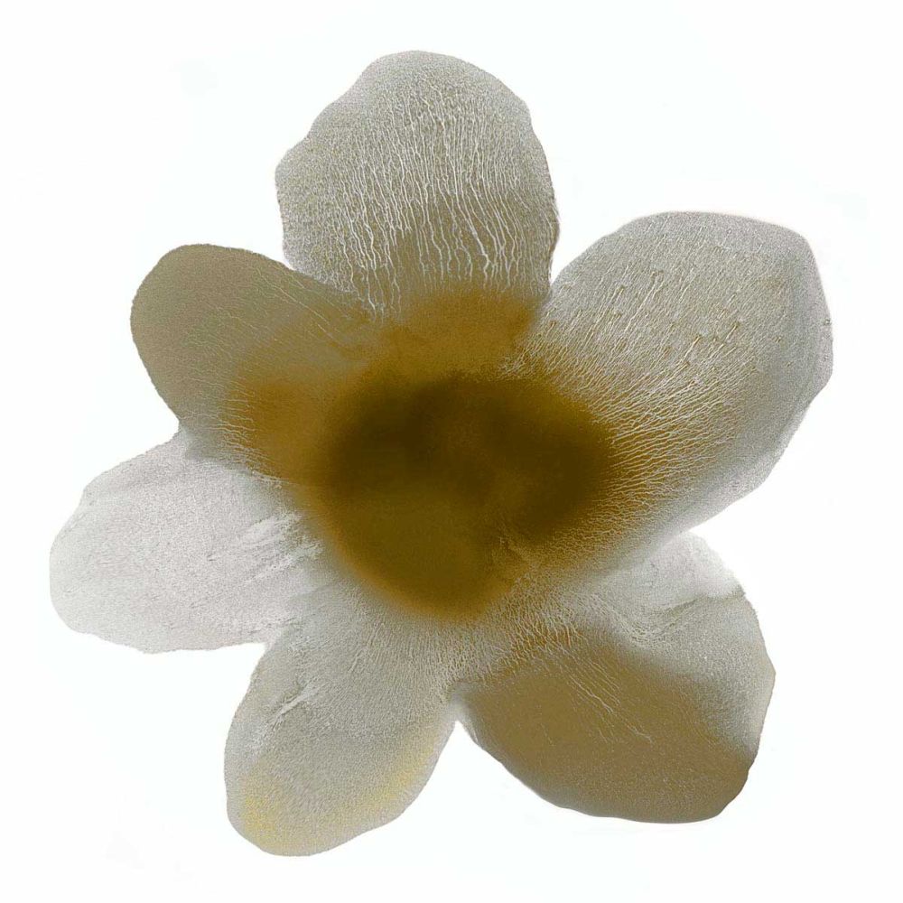 Bloom Taupe I