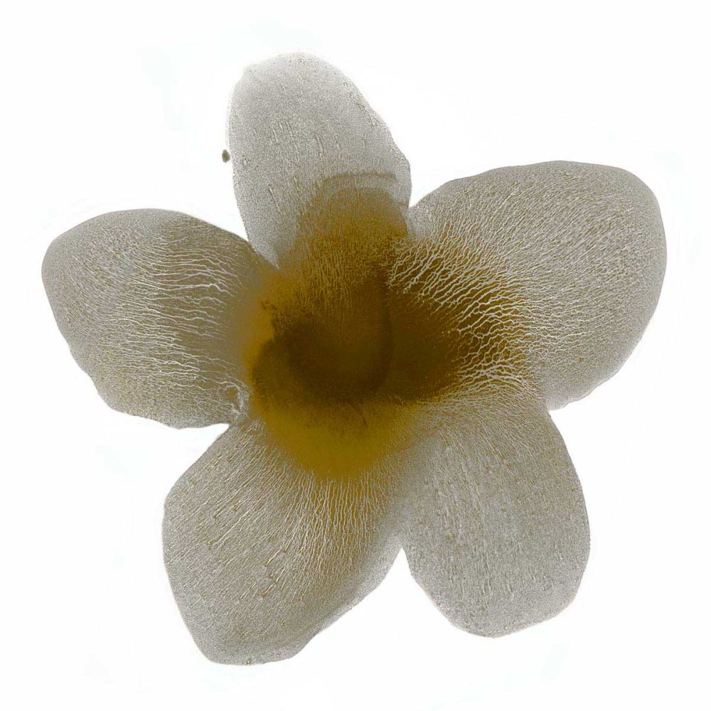 Bloom Taupe II