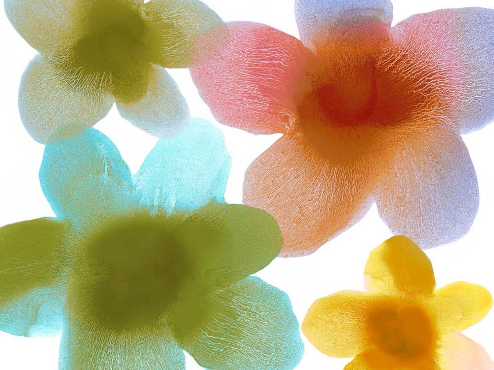 Floral Friends I