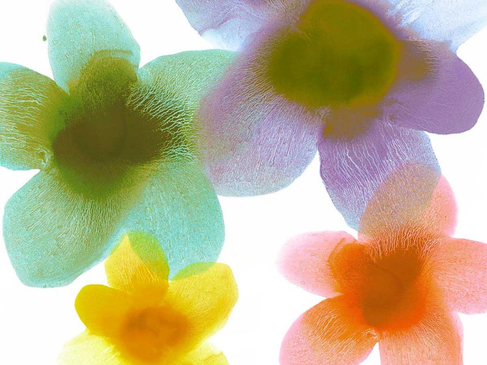 Floral Friends II