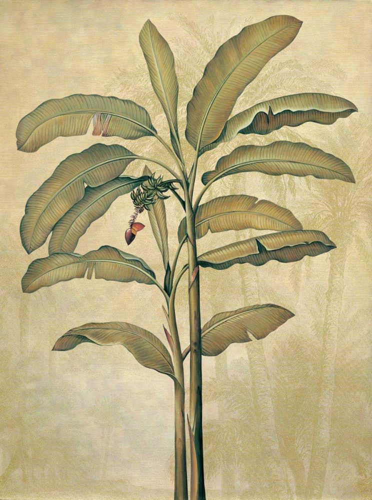 Palms of the Tropics II