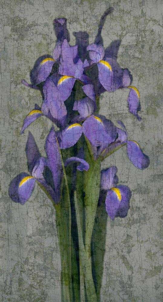 Purple Iris