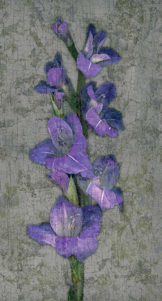 Purple Gladiola