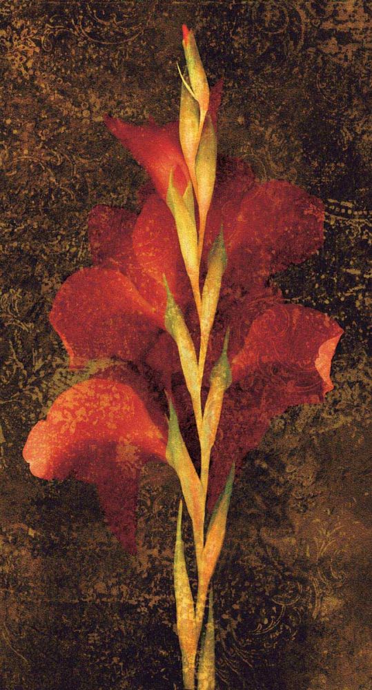 Gladiola