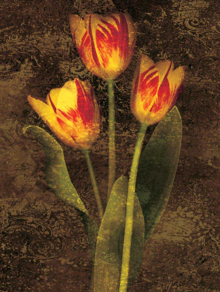Three Tulips