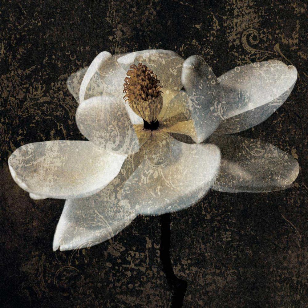 Magnolia II