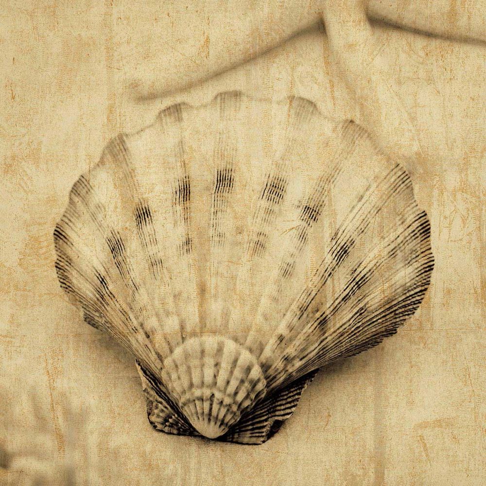 Scallop