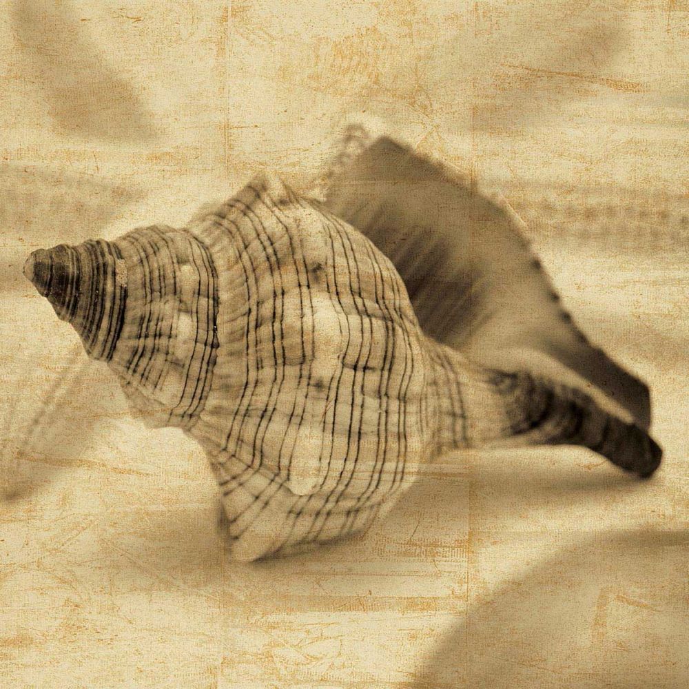 Conch