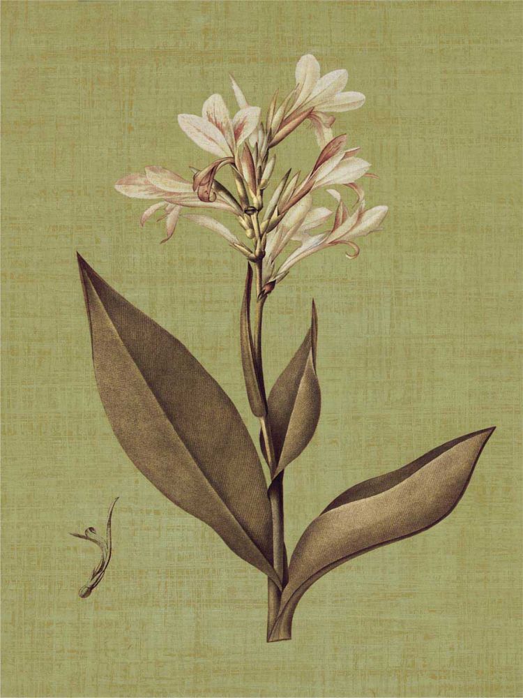 Botanica Verde II