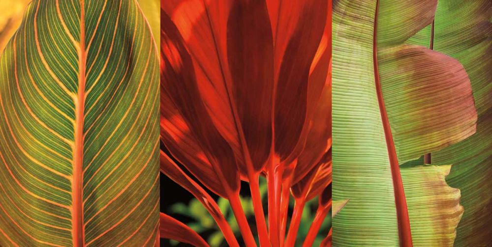 Tropical Treasure I