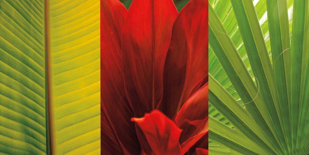 Tropical Treasure II