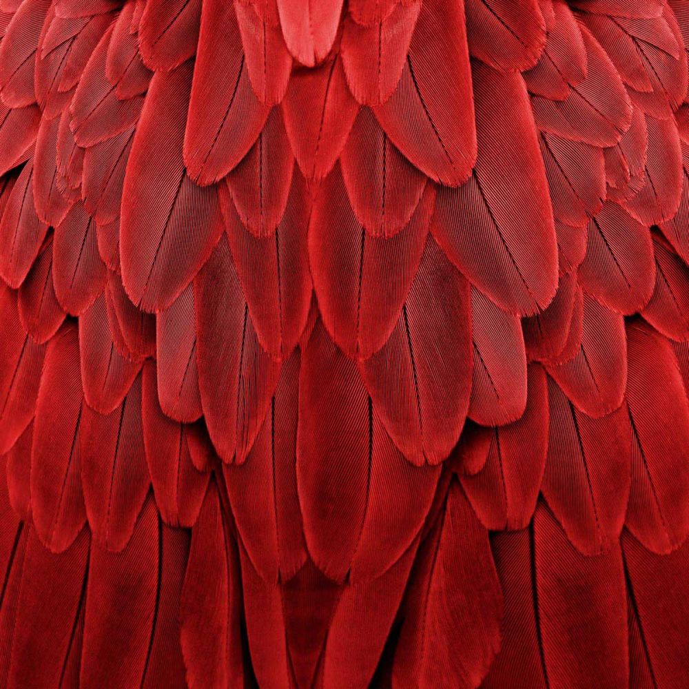 Feathered Friend - Red