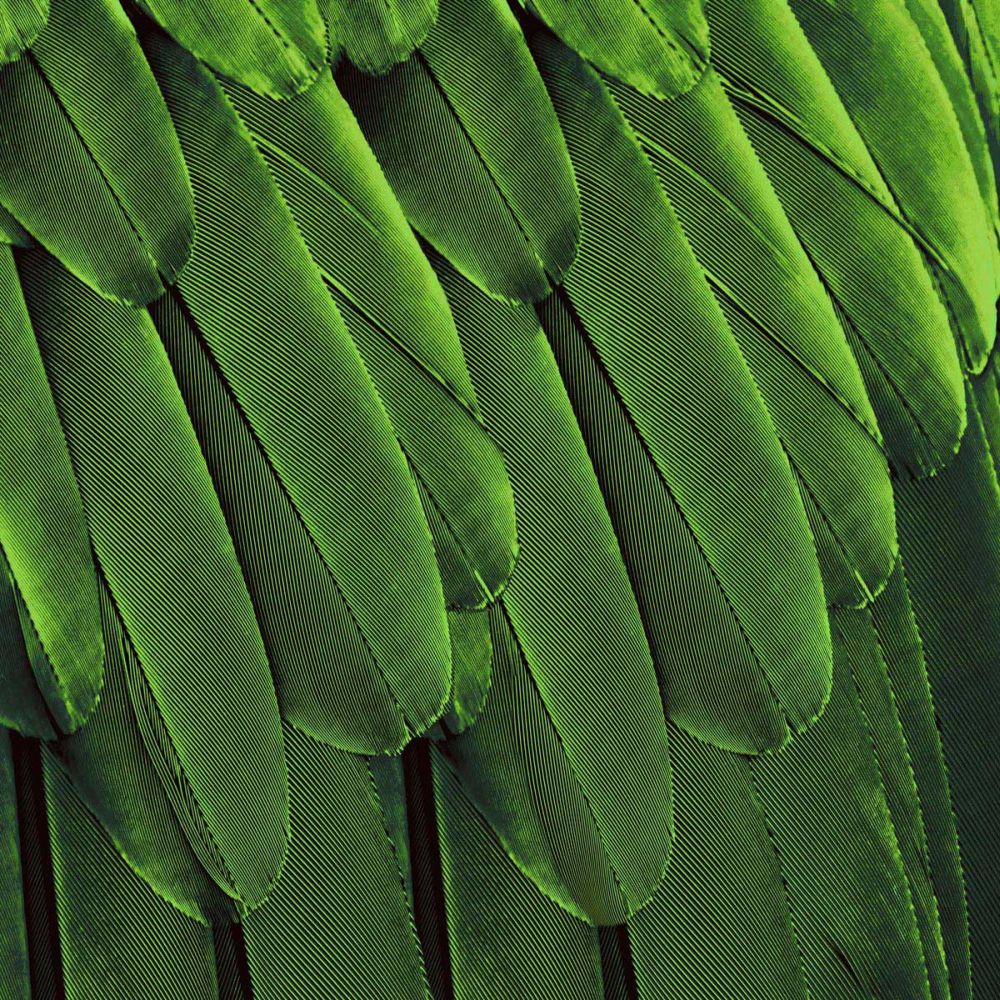 Feathered Friend - Green