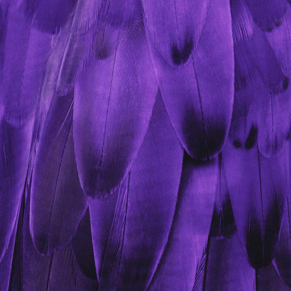 Feathered Friend - Purple