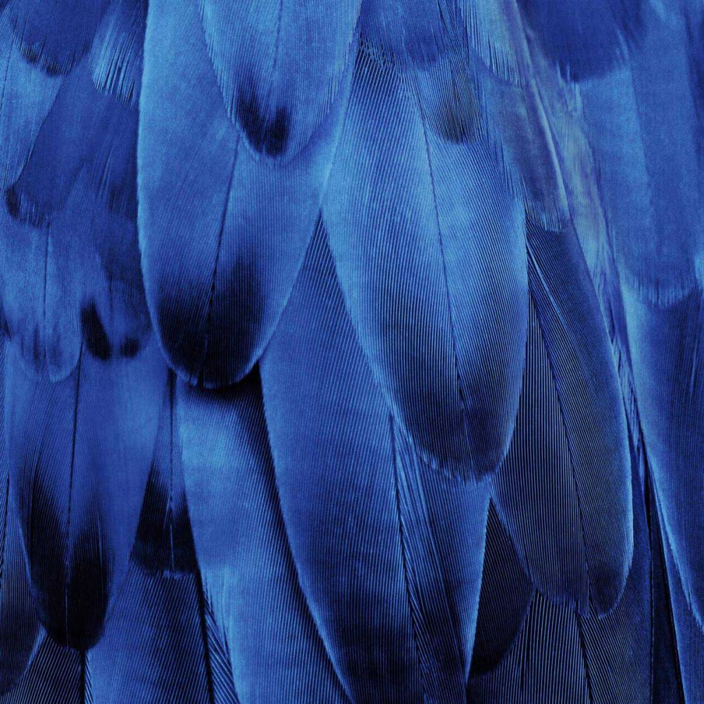 Feathered Friend - Indigo