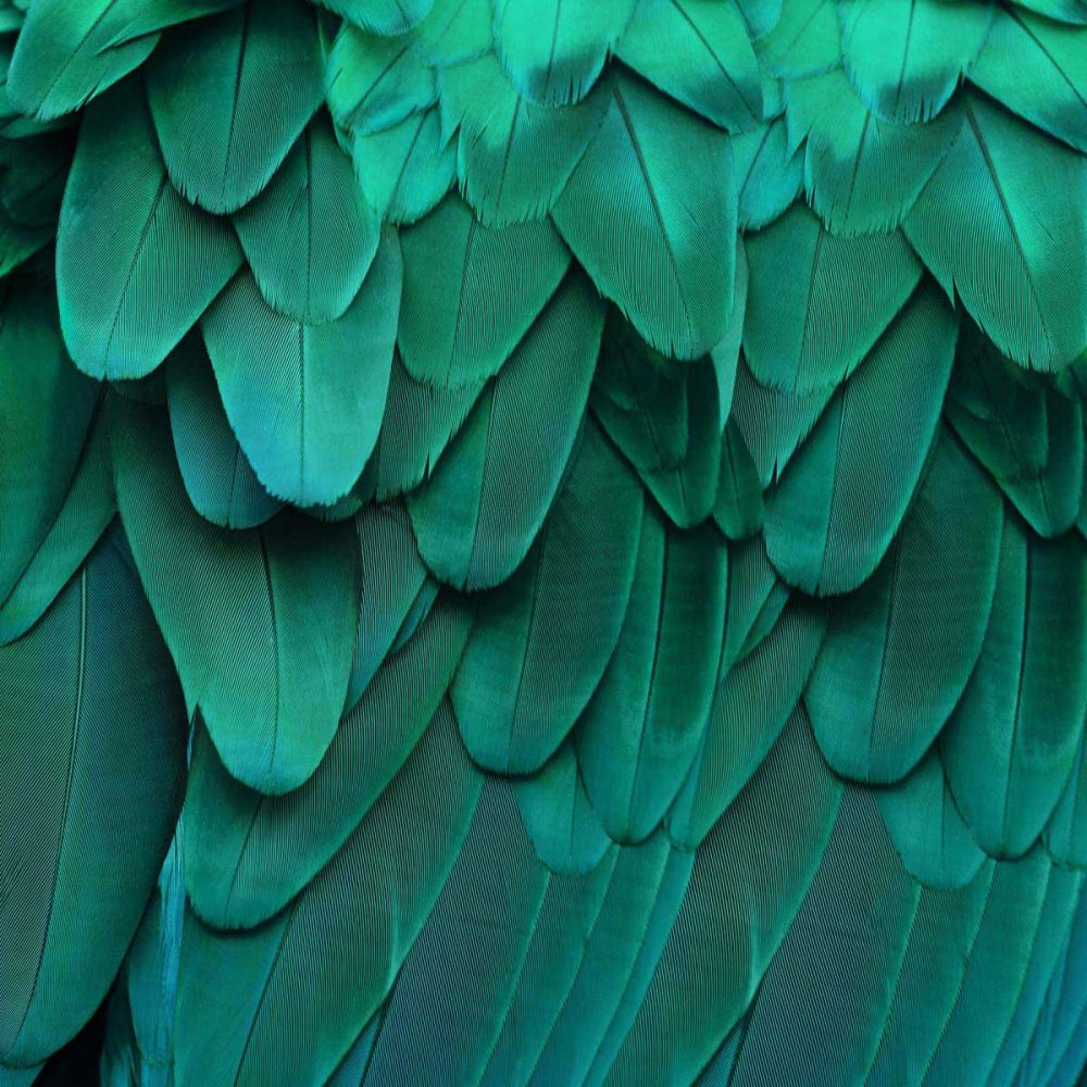 Feathered Friend - Aqua