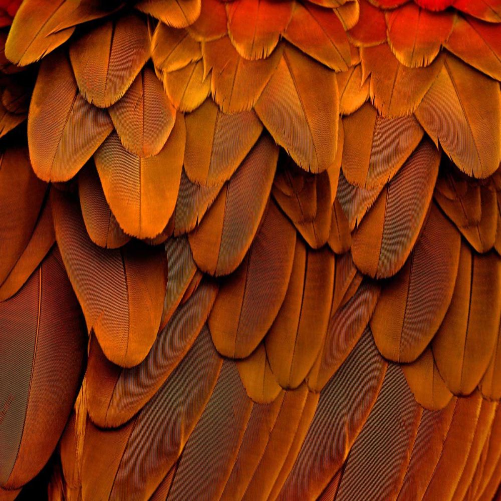 Feathered Friend - Burnt Orang