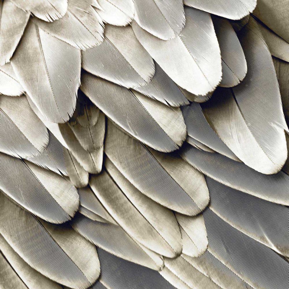 Feathered Friend - Pearl II