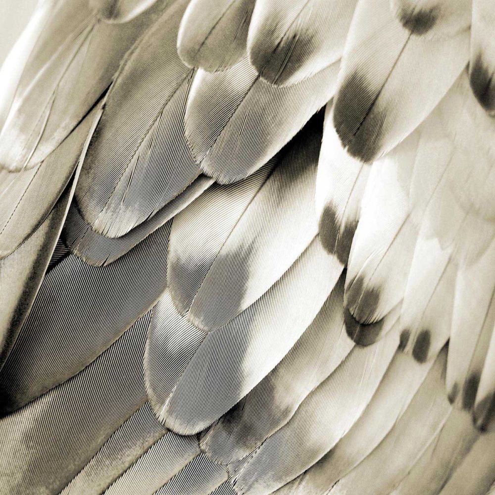 Feathered Friend - Pearl IV