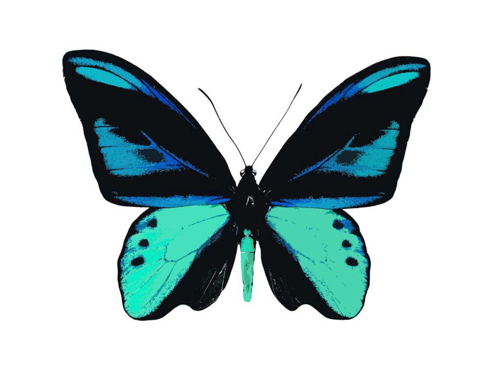 Vibrant Butterfly I