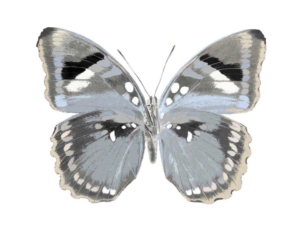 Butterfly in Grey I