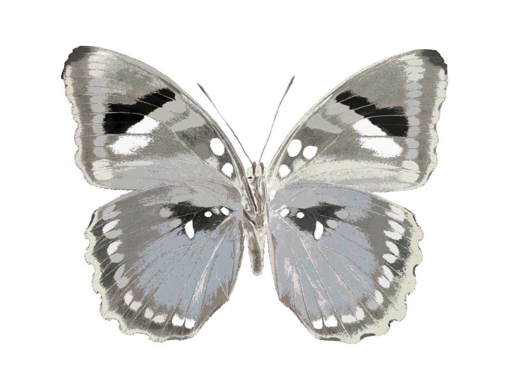 Butterfly in Grey II