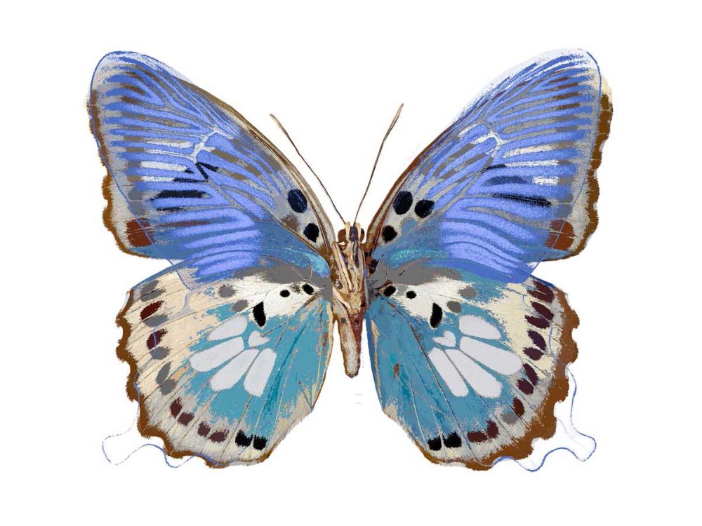 Golden Butterfly V